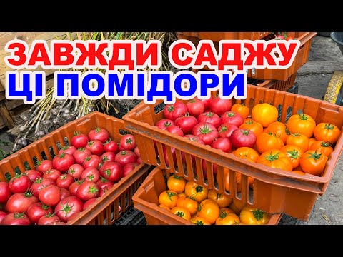 Видео: ТОП найсмачніших томатів для теплиці — мій досвід та поради