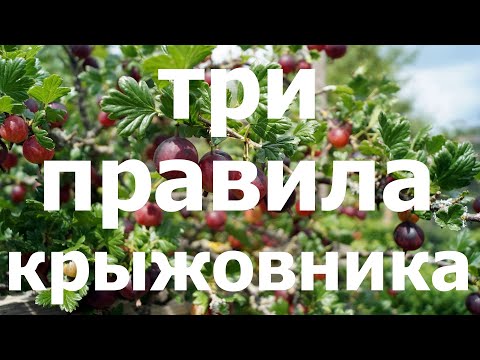 Видео: ПОМОГИ КРЫЖОВНИКУ после сбора урожая! Простые правила!