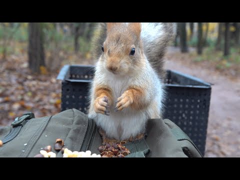 Видео: Белки вечером. Зарисовка / Squirrels in the evening. The sketch