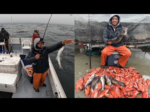 Видео: Отличная рыбалка! Морской окунь, пикша и мениска.