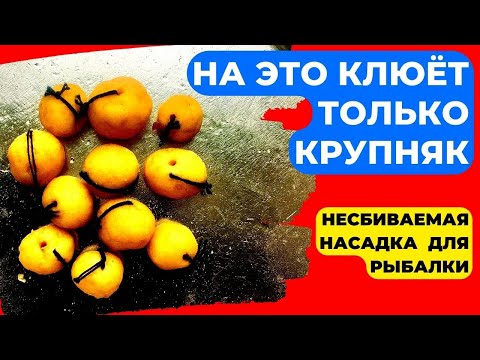 Видео: Несбиваемая насадка для рыбалки. Лови только крупную рыбу. Карп, карась, лещ.