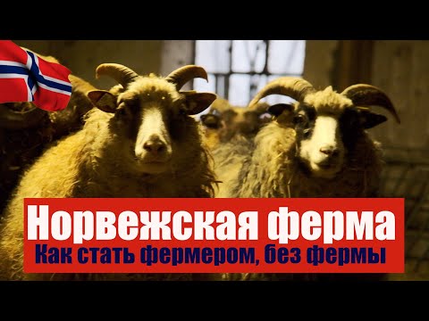 Видео: Ферма в Норвегии. Как можно стать фермером, без фермы?
