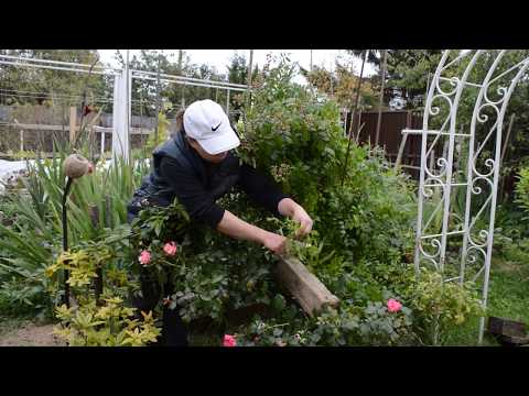 Видео: Как уложить плетистую розу на зиму. Часть 1