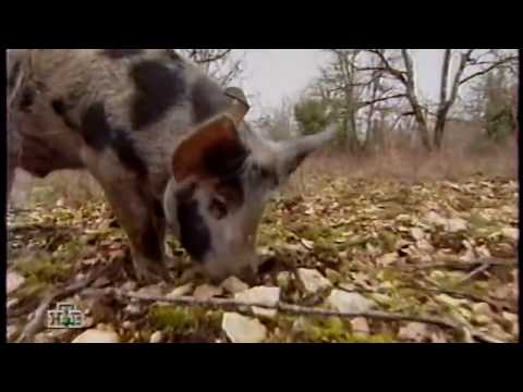 Видео: Охота за трюфелями