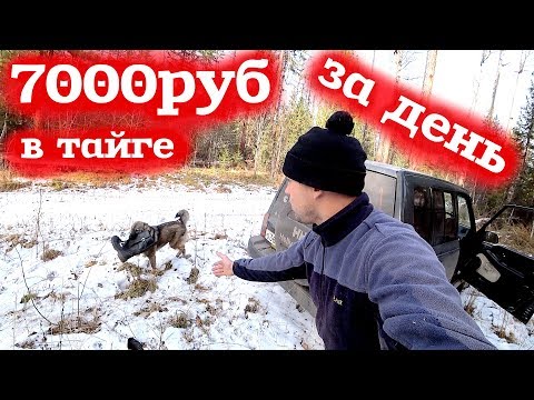 Видео: 7000 рублей за один день! Добыча Серы! Живица лиственницы...