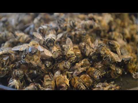 Видео: ПОДМОР - ЧЕМ ПОЛЕЗЕН ПЧЕЛИНЫЙ ПОДМОР / КОМУ ПРОТИВОПОКАЗАН ПОДМОР