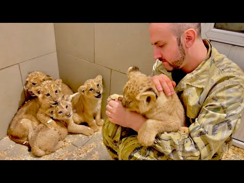 Видео: День ТРЕТИЙ! Двое львят уже полностью доверяют мне, а остальных еще ГЛАДИТЬ и ГЛАДИТЬ)