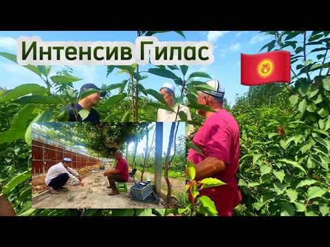 Видео: Интенсив Гилас. 🇰🇬 Бак Сыры:+996555887633