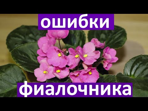 Видео: ✅  5 ГЛАВНЫХ ОШИБОК ИЗ-ЗА КОТОРЫХ  ПЛОХО РАСТУТ ФИАЛКИ! Как их не допустить?
