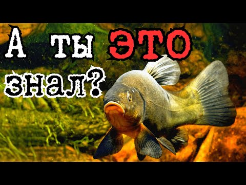 Видео: Все СЕКРЕТЫ ловли ЛИНЯ ОТ А ДО Я. Полный ГАЙД НА 2025 ГОД.