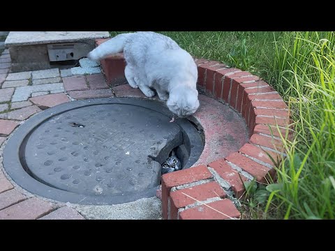 Видео: Дом этой кошки был под люком! А с ней — пятеро котят...