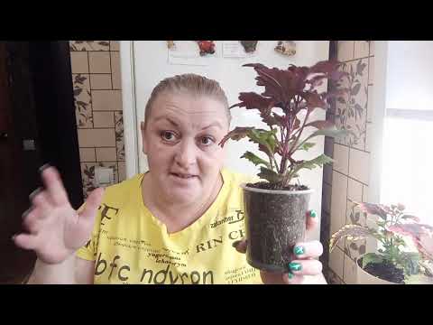 Видео: 🌱Пересаживаю колеусы ,обрывая корень!!!Почему???!!!