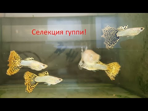 Видео: Выведение новых пород!