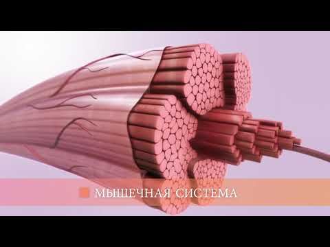 Видео: Мышечная система (общая информация)