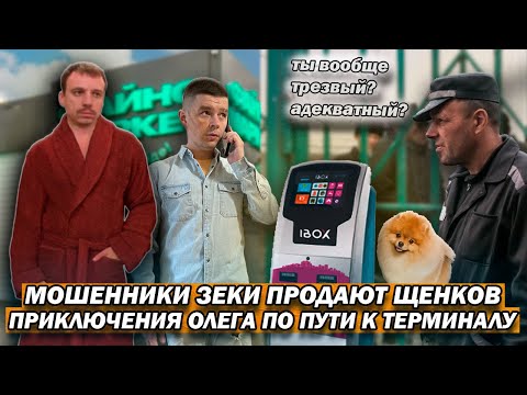 Видео: Мошенники зеки продают щенков Шпица начальнику жены