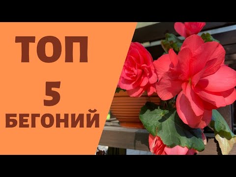 Видео: Топ 5 бегоний, мой выбор супер сортов бегонии, самые красивые цветы сезона