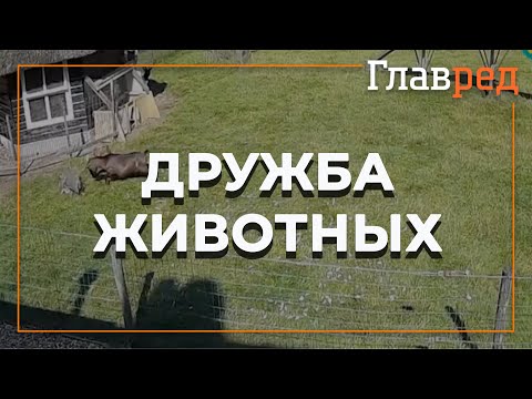 Видео: Герои дня: козел и петух спасли курицу от ястреба