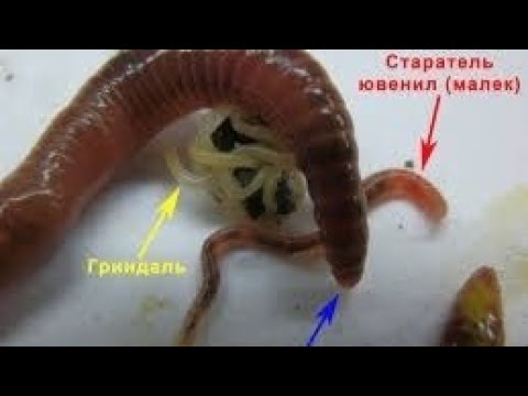 Видео: АТ252 Гриндаль, как его не пустить в червячник