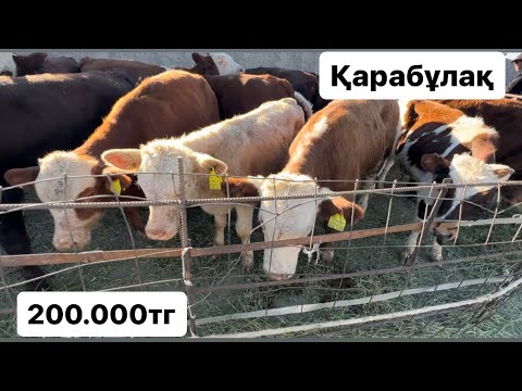 Видео: Қарабұлақ мал базары 11.09.24. Сиыр. Бұқа. Бұзау. Құнажын