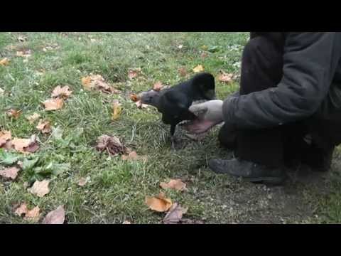 Видео: ворон даёт лапу