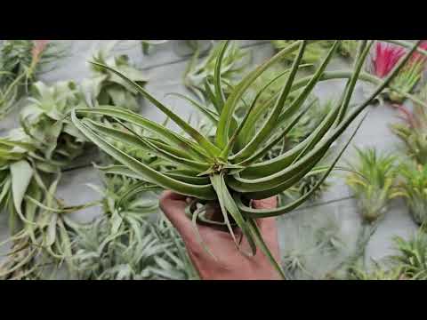 Видео: Поставка сентябрь 23, обзор