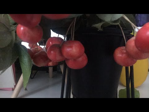 Видео: Яблонька (запись вебинара)