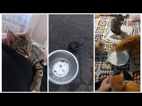 Видео: VLOG 544: ПОДБРОСИЛИ ЩЕНКОВ...