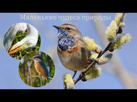 Видео: Маленькие чудеса природы