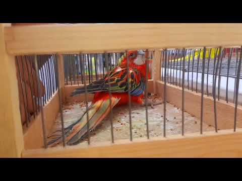 Видео: andijon soy qush bozori // андижон сой куш бозори