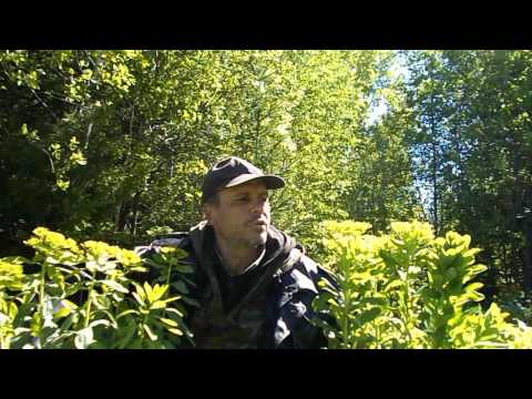 Видео: Защита от медведя