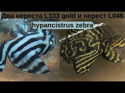 Видео: Два нереста L333 gold и нерест L046 hypancistrus zebra. Обзор купленной рыбы на акваферме.