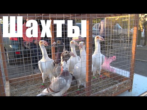 Видео: Птичий рынок. Шахты. [06.10.2024]