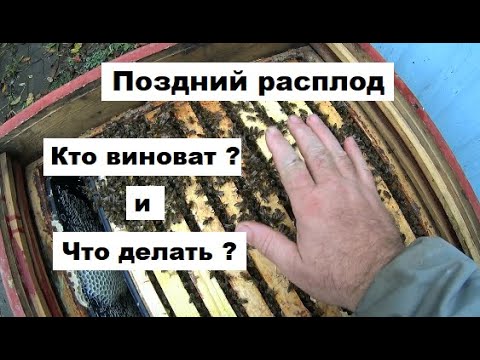 Видео: Поздний расплод в пчелиных семьях