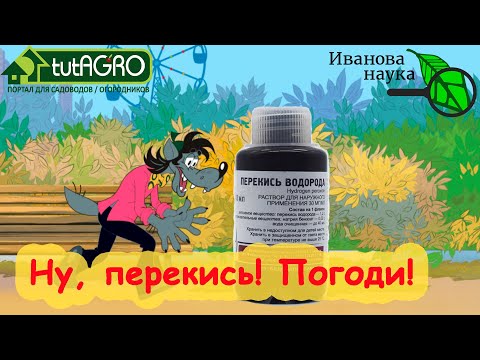 Видео: КРАСНЫМ СТЕРЖНЕМ по... НЕУЧАМ! Как ПРАВИЛЬНО использовать перекись водорода для проращивания семян.