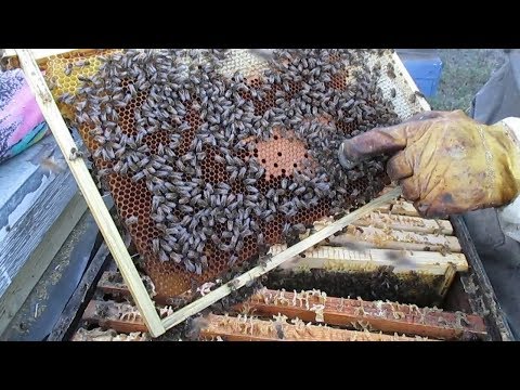 Видео: Как Собрать гнезда в зиму? Удивительные секреты пчелиного улья!