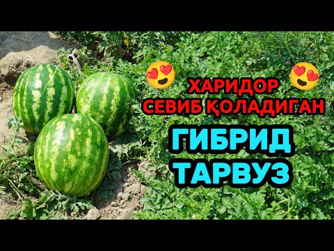 Видео: Синовдан ўтган гибрид тарвуз уруғлари натижаси Gusto F1 🍉