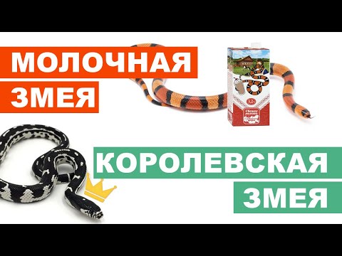 Видео: Содержание Молочных и Королевских змей дома