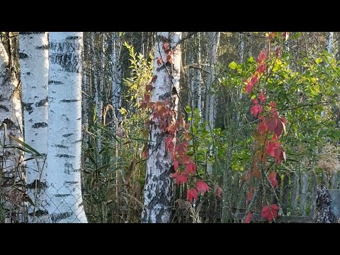 Видео: Подводим итоги лета 😁