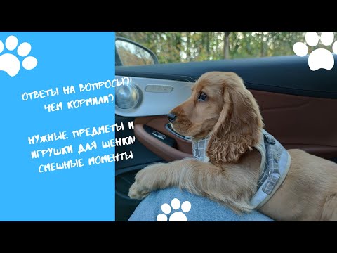 Видео: Ответы на ❓Корм для щенка 🐕 Нужные предметы и игрушки для 🐶 Прогулки с английским кокером