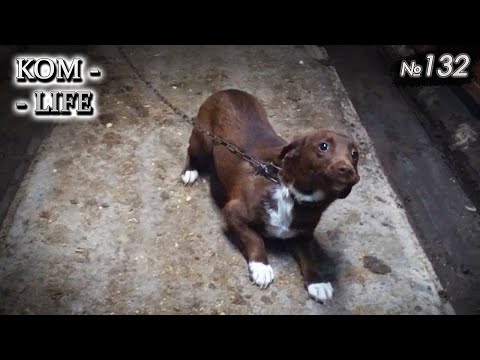 Видео: ⛔️ ТасиБоба на цепи