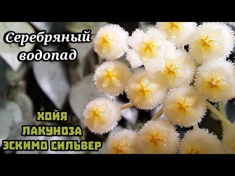 Видео: Хойя Лакуноза Эскимо Сильвер / Hoya lacunosa eskimo silver