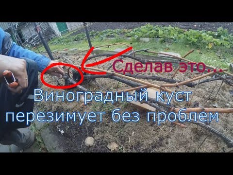 Видео: Подготовка виноградного куста к укрытию.  Виноградник Вадима Точилина