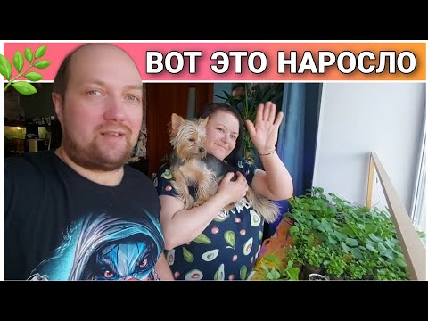 Видео: ВЛОГ! Немного о нашей рассаде и не только!😊/Простая жизнь Голдобиных/Семейный канал!🌷