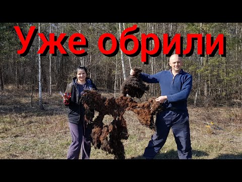 Видео: Первый раз в жизни стрижём овец , которых никогда и никто не стриг . Стрижка запущенных грязных овец