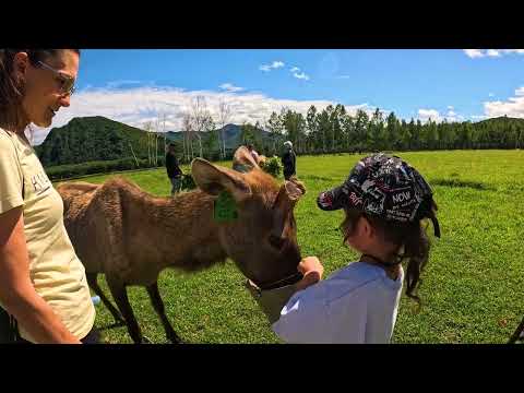 Видео: Летнее приключение на ферме оленей: спокойствие и красота природы!