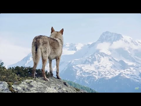 Видео: Снежный волк