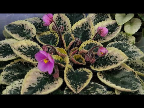 Видео: Обзор мини фиалок на стеллажах,болталка🥰🌺🌱