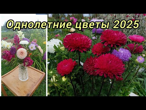 Видео: Однолетние цветы  сезон 2025🌸Ожидание и реальность
