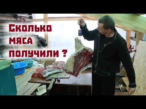 Видео: Первые плановые итоги содержания вьетнамских свиней: мясо есть!