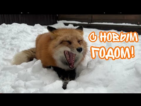 Видео: ЛИСЯО. Алиса - Лиса. Новогодний сборник 2022